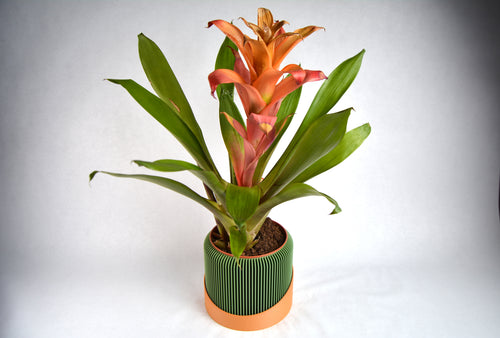 Pot de fleurs design bicolore imprimé en 3D